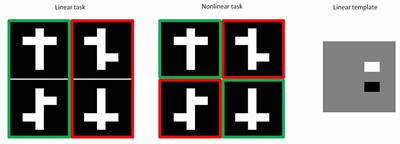 Linear and Non-Linear Visual Feature Learning in Rat and Humans